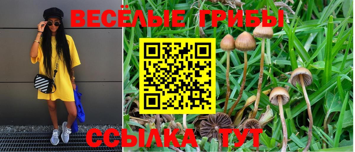 Галлюциногенные грибы Psilocybine cubensis Северодвинск